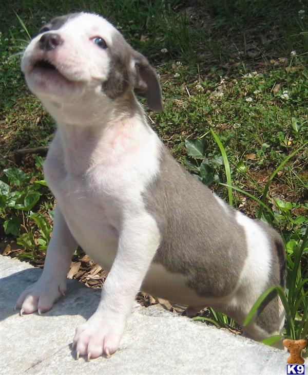 UKC ADBA Purple Ribbon Registered Blue Pitbull Pup